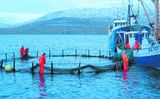 Lóð í Grindavík eyrnamerkt fiskeldi