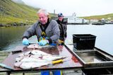 Sækir fisk í soðið í Djúpavík