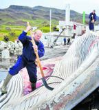 1..500 tonn af hvalkjöti og rengi verða send til Japans