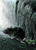 Rottukjötshneyksli skekur Kína