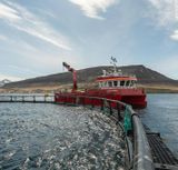 Arctic Fish framleiddi 4.866 tonn